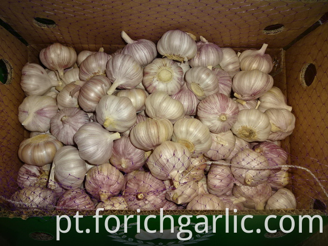 Normal White Garlic